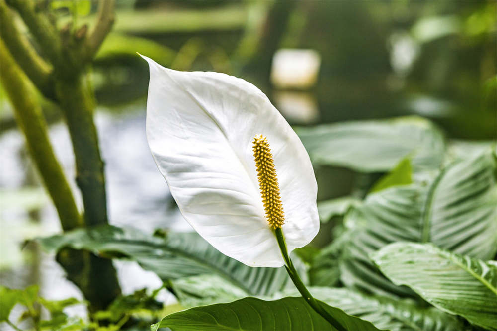 白掌如何换盆