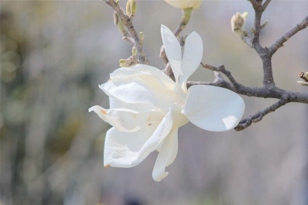 白兰花如何换盆