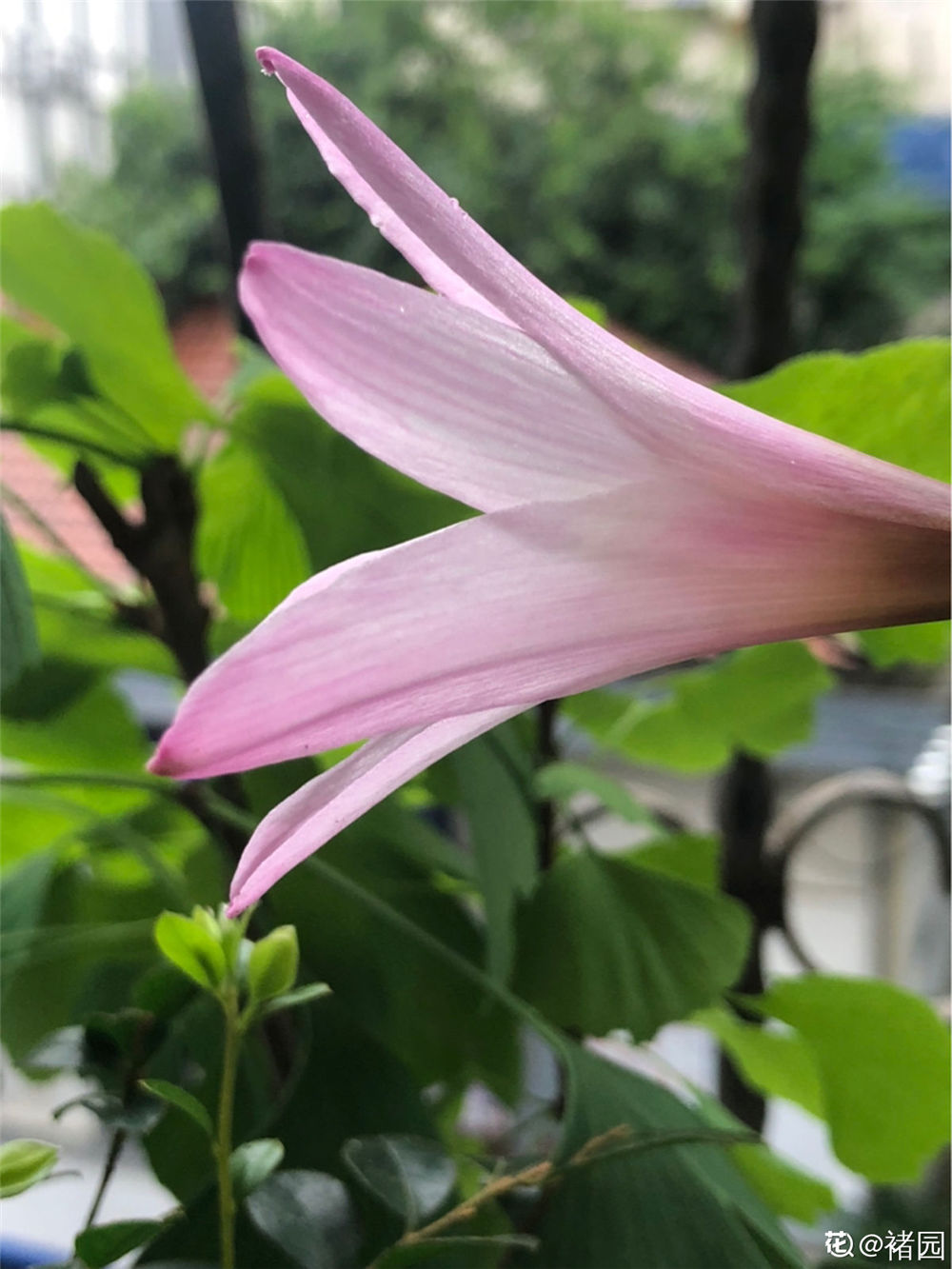 风雨兰用什么土