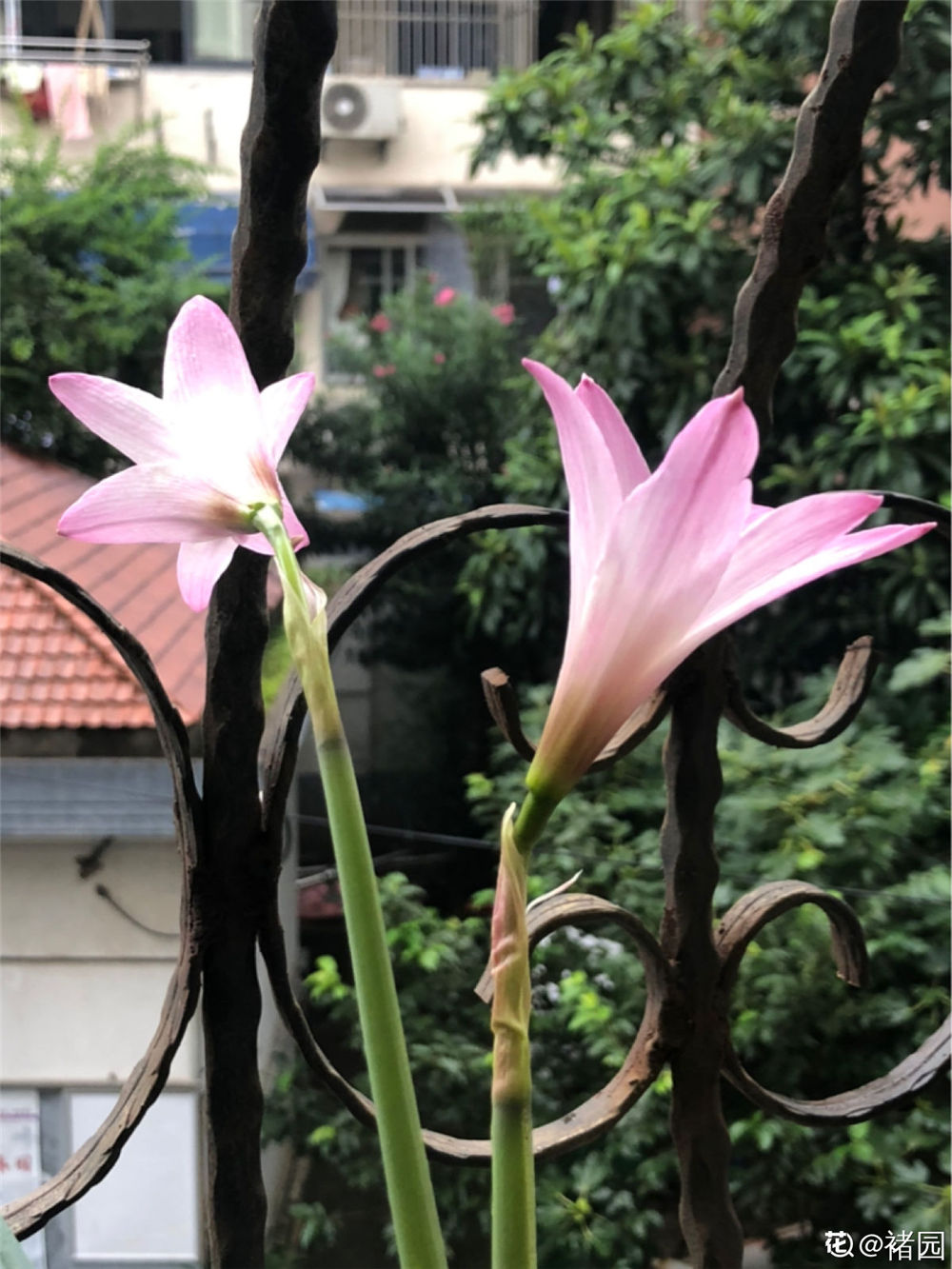 风雨兰用什么土