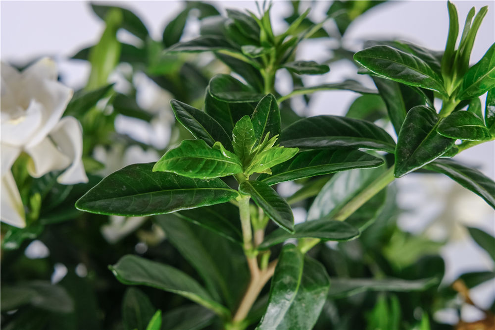 栀子花可以泡水喝吗