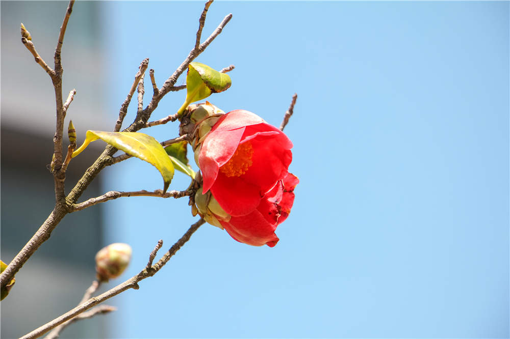 茶花用什么肥料好