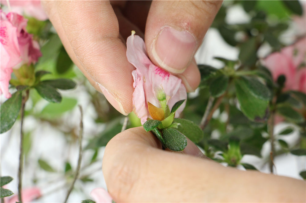 如何延长杜鹃花的花期