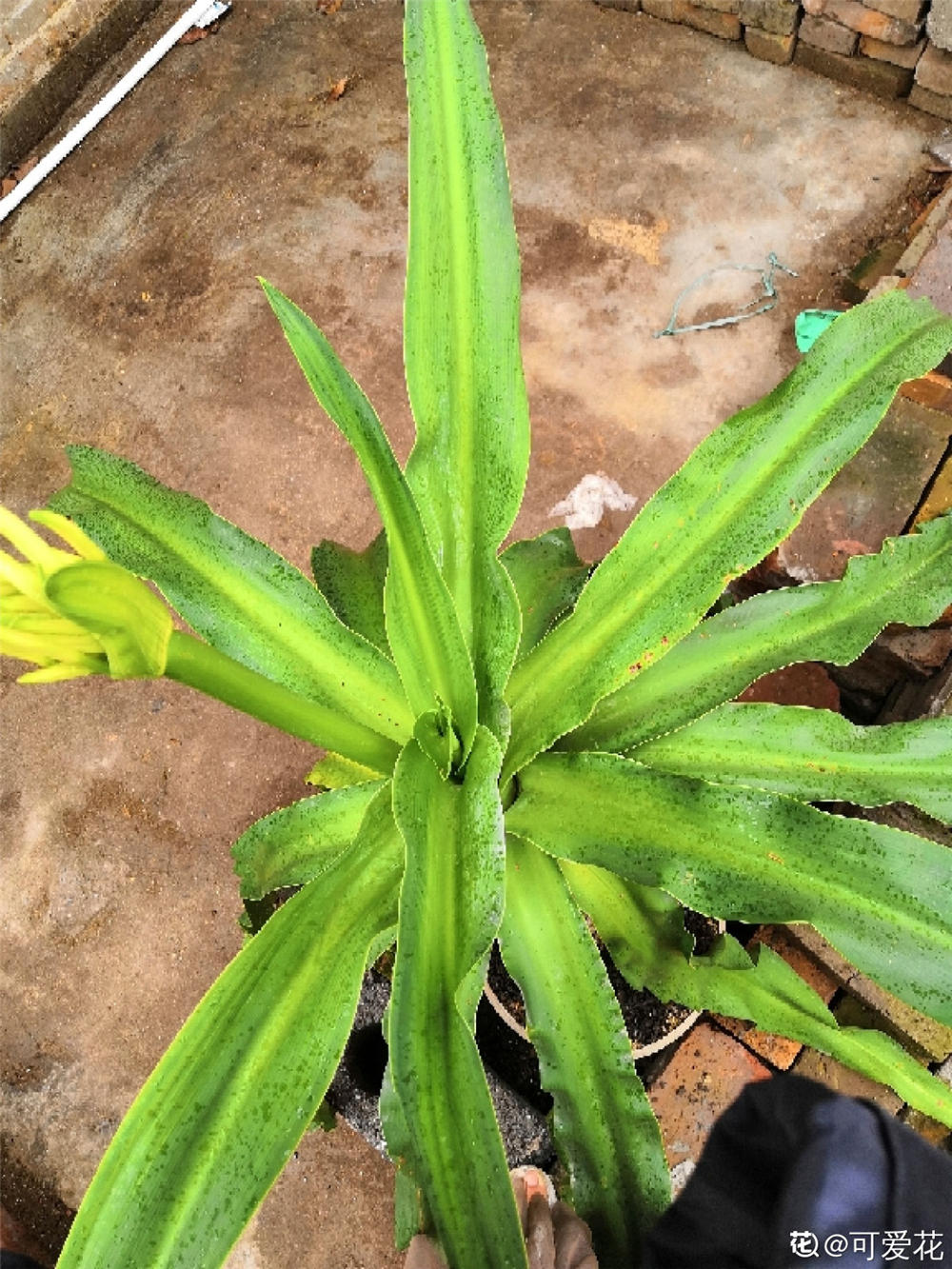 文殊兰什么时候开花