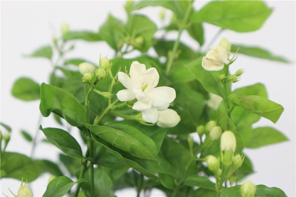 茉莉进锅煮一煮,叶绿枝壮,花朵呼呼冒！