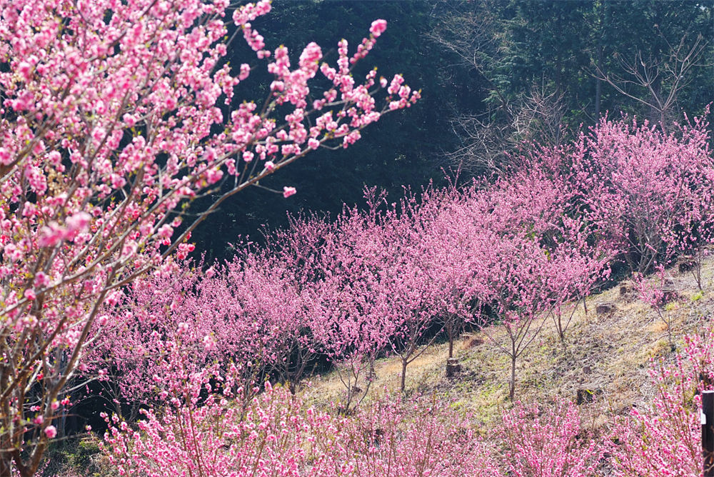 如何延长桃花花期