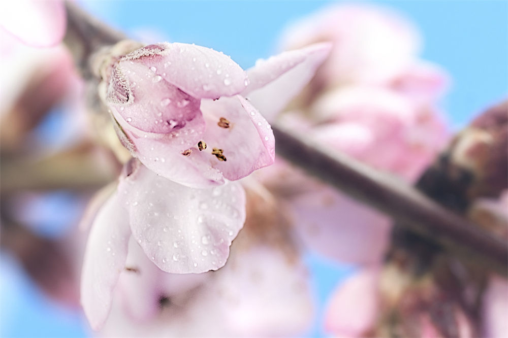 如何延长桃花花期