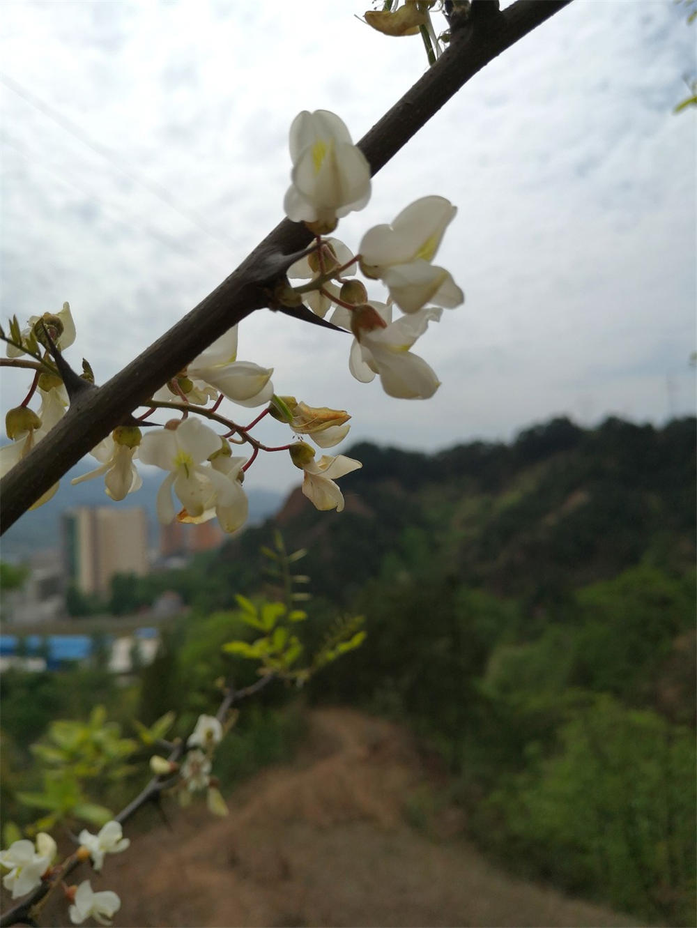 十里洋槐花,咬一口又香又甜,好吃到舔盘子！