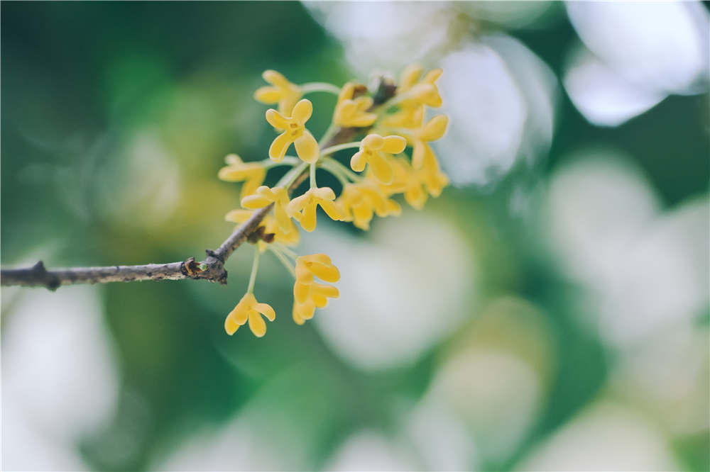 桂花树叶子干枯发黄如何办