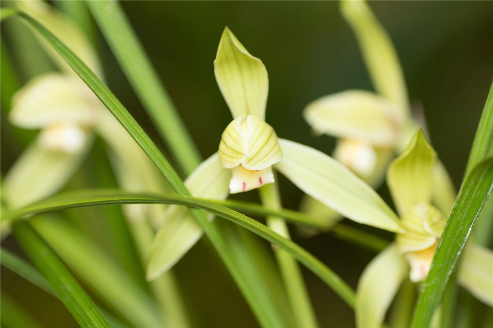 兰花3年不开花？养殖兰大神教你这1招,1个月养殖出极品天价兰！