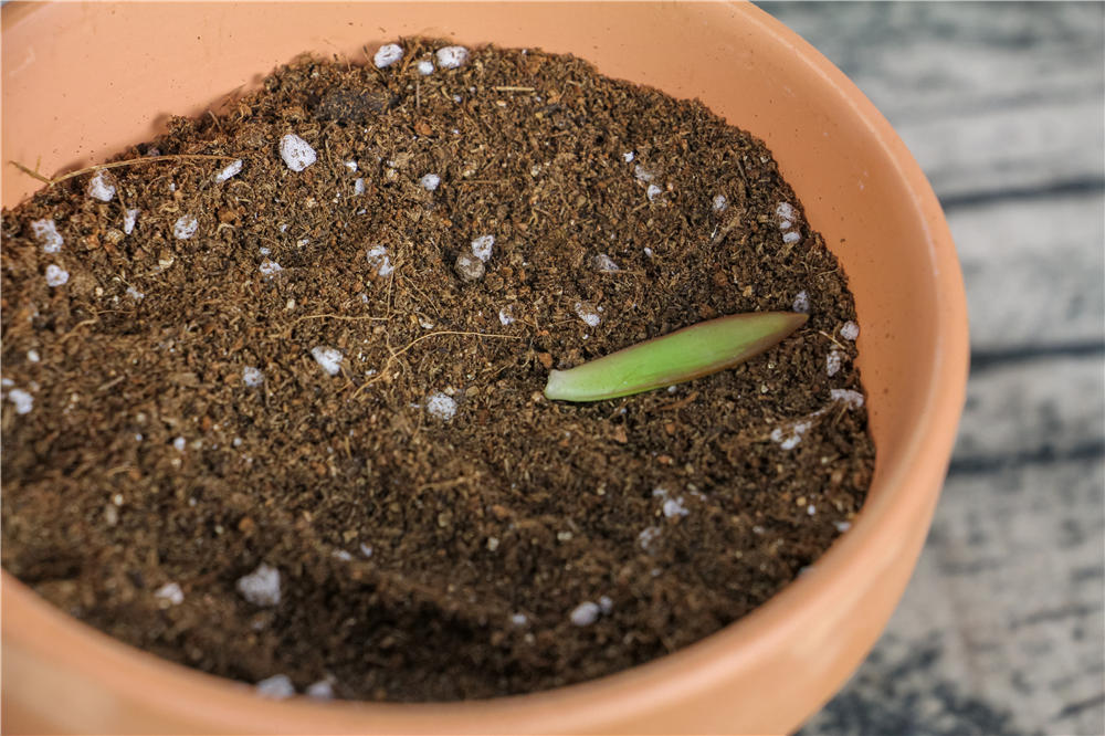 铁锅种多肉,茶壶来养殖花…家里的破烂都变成花盆了！