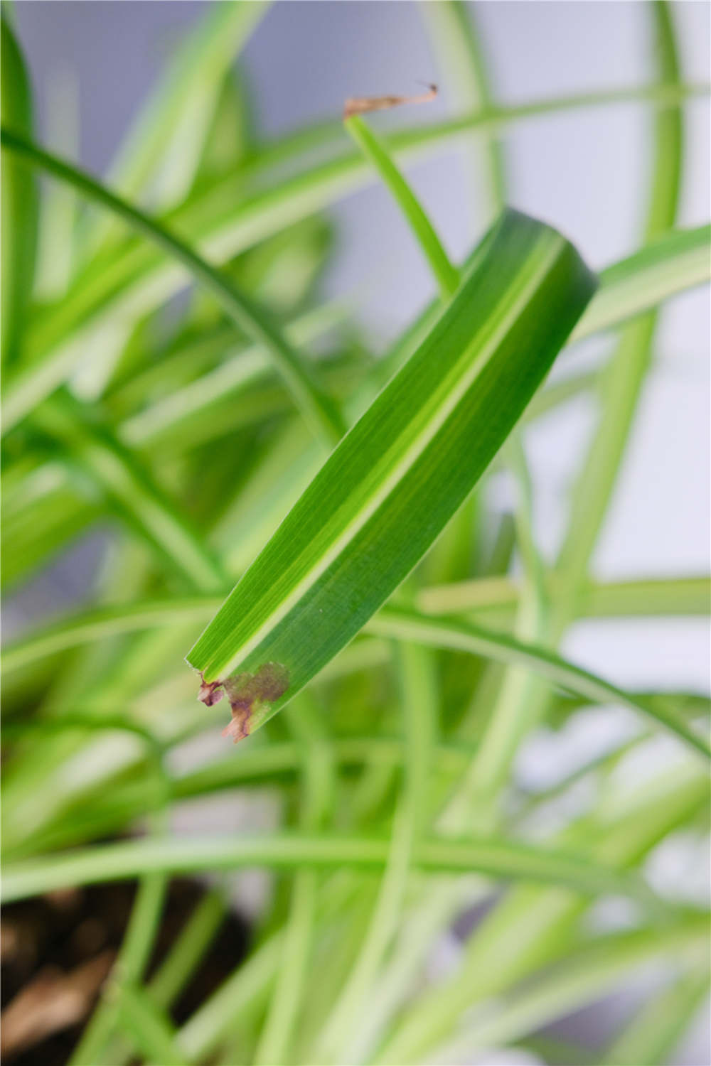 她家的吊兰根比火腿粗,~花盆都撑裂了~ 秘诀竟是这个！