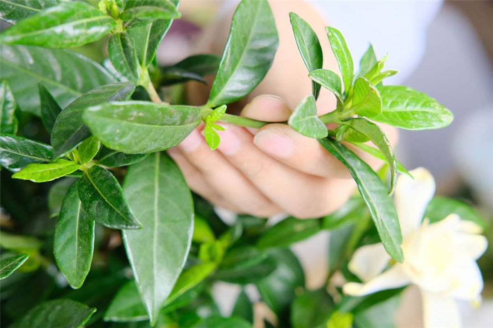 栀子花开完花如何处理