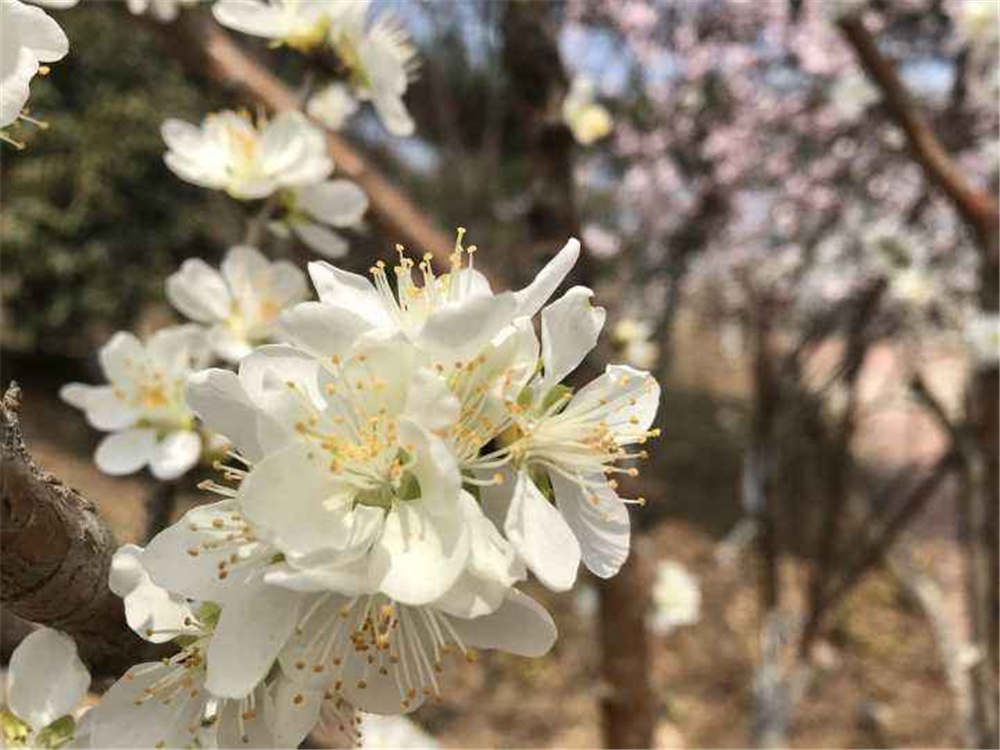 樱花树如何养殖