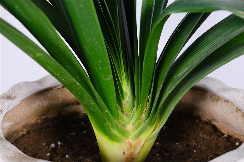 种植君子兰用什么土好