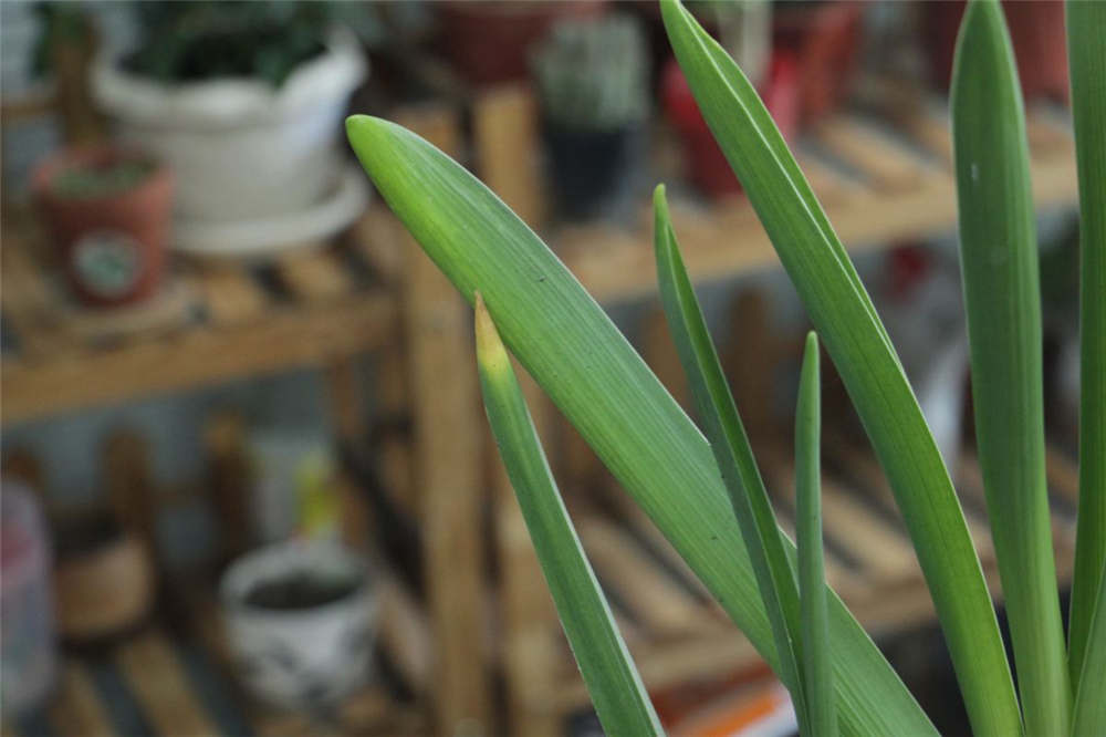 风信子用土如何养殖