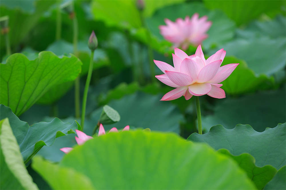 荷花能在室内养殖吗