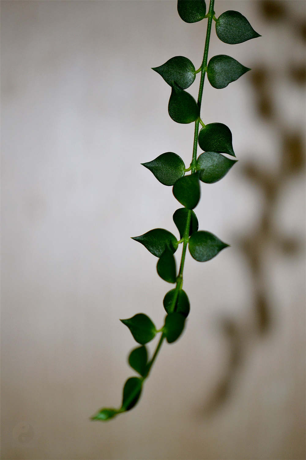 多肉植物百万心如何养殖