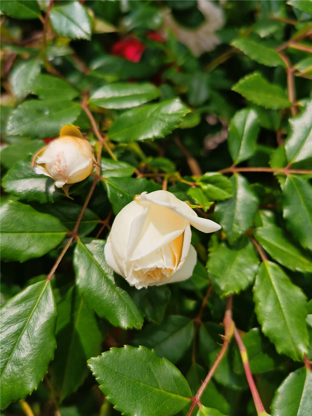 蔷薇花能在室内养殖吗