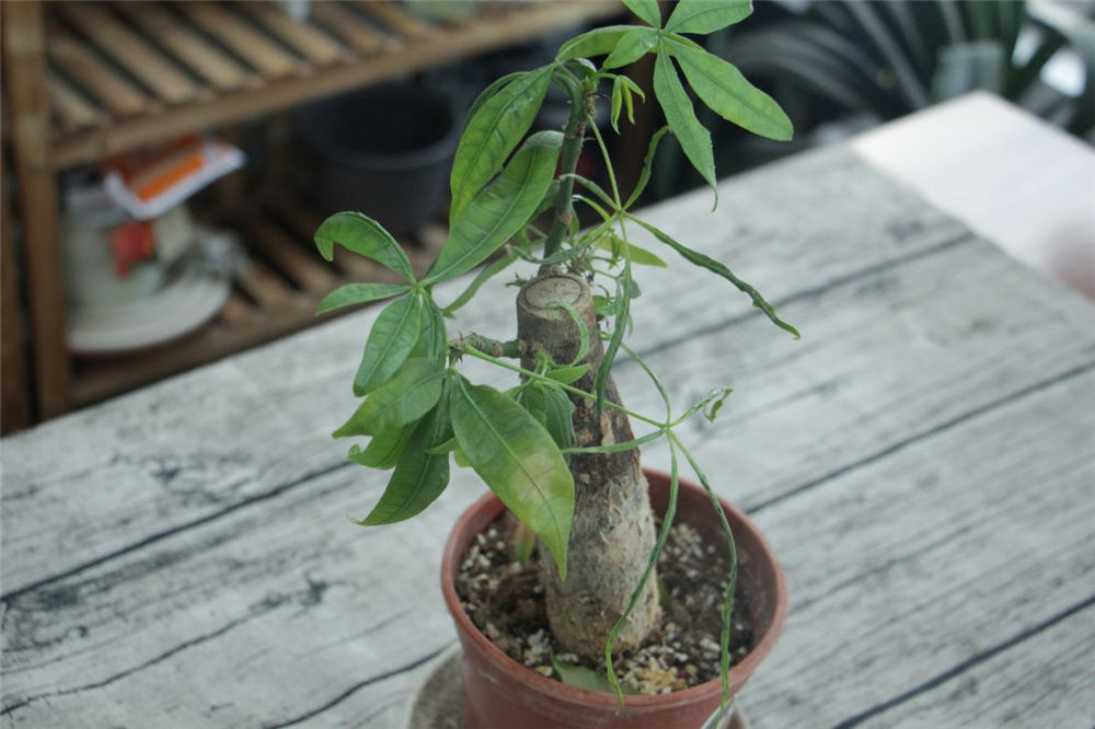 夏天发财树如何浇水