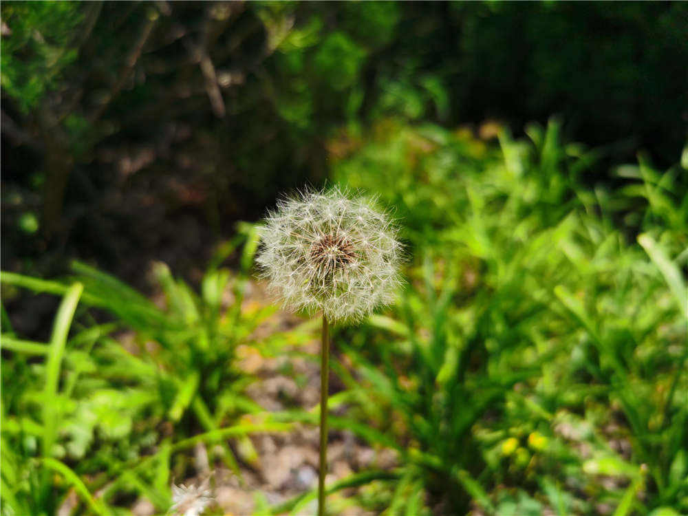 长期喝干蒲公英水好吗