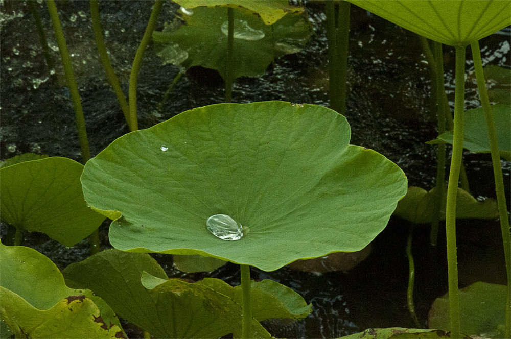 荷花夏天如何养殖