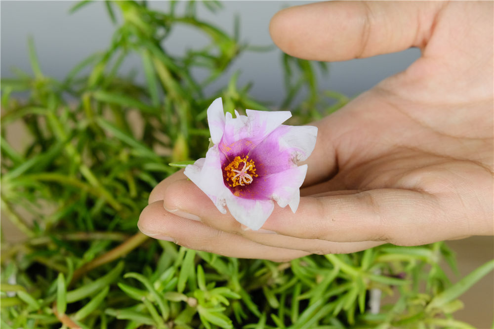 太阳花种植方法和时间