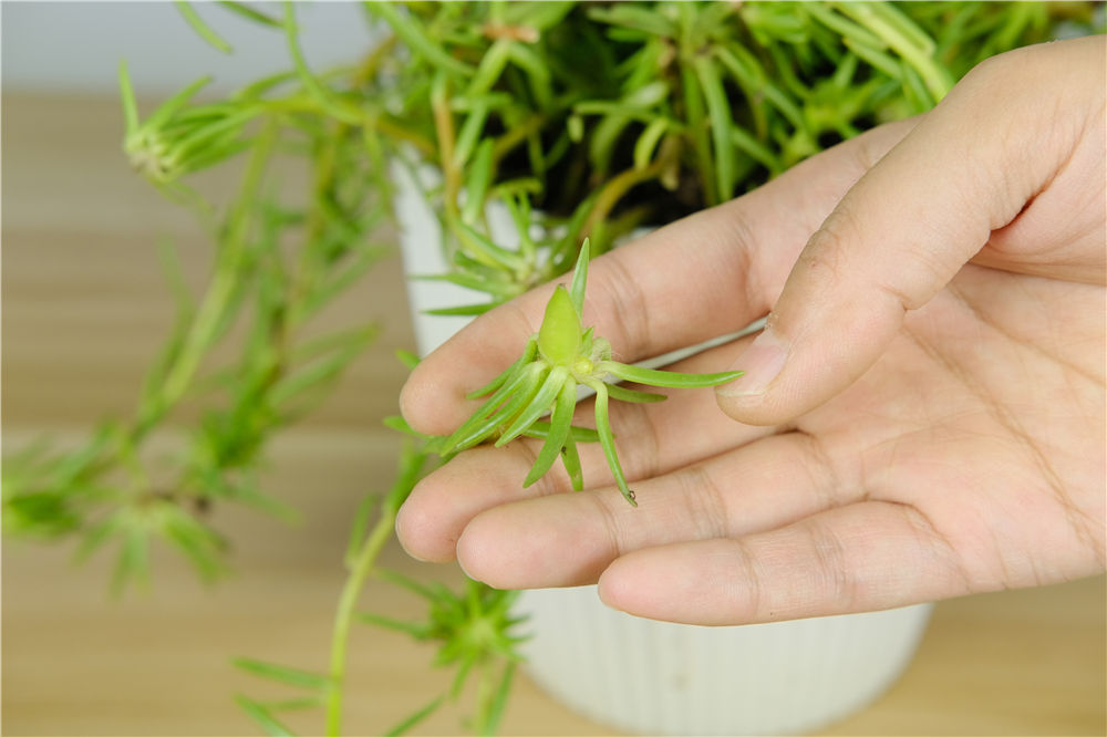 太阳花种植方法和时间