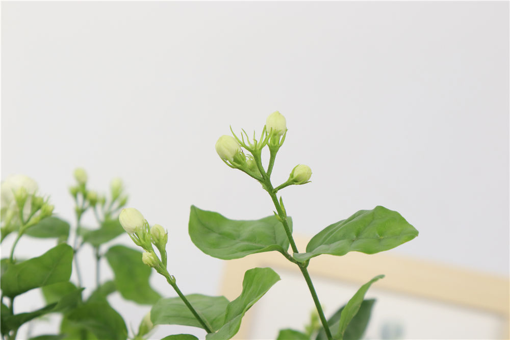 非州茉莉什么时候开花