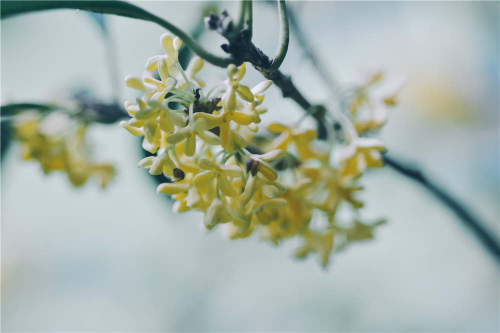 家里为什么不能种桂花 花百科