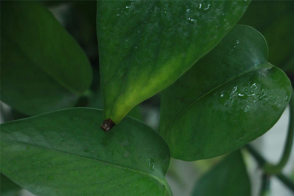 家里养殖绿萝风水好不好