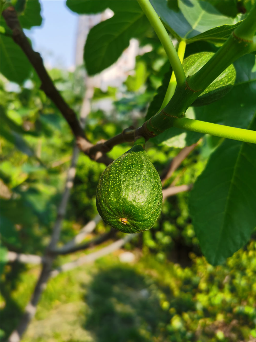 无花果套瓶里,1棵挂满5斤果,3个月吃不完！