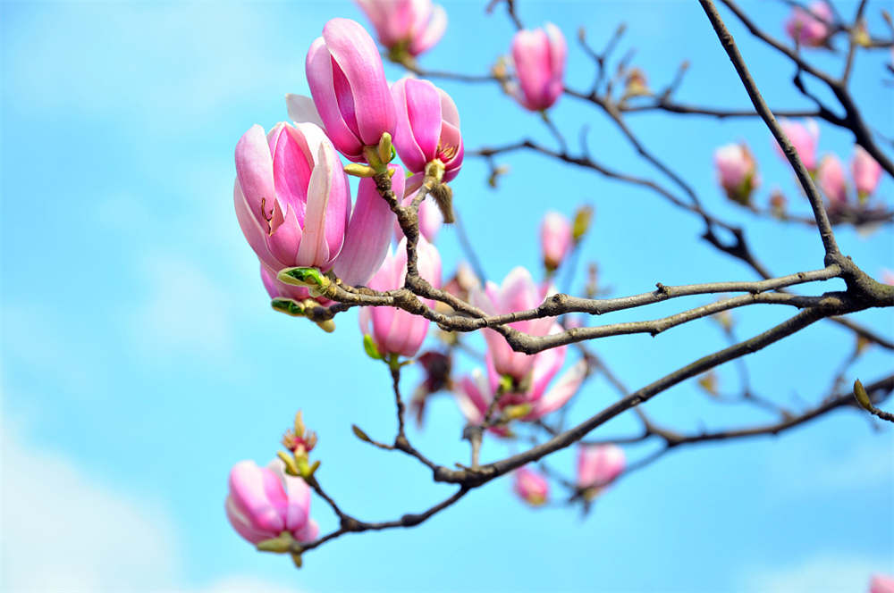 玉兰花花语是什么