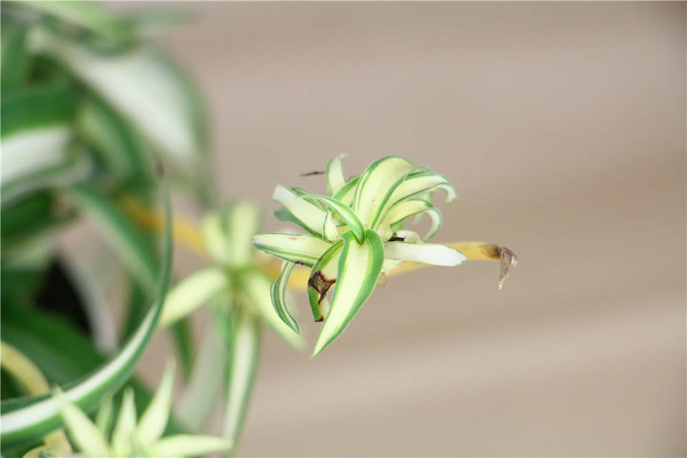 吊兰开花后需要剪掉吗