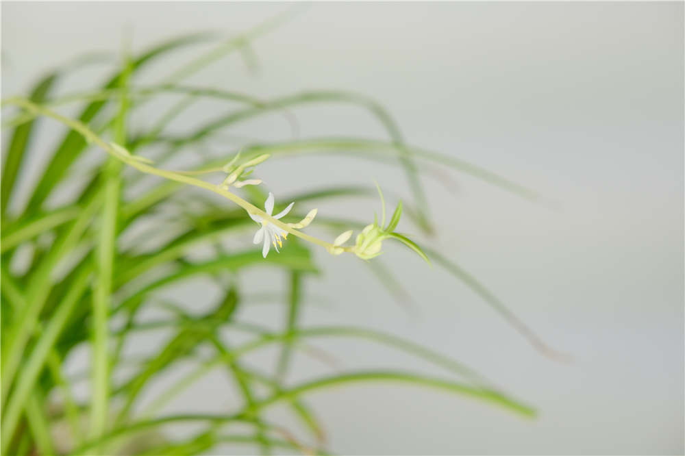 吊兰开花后需要剪掉吗