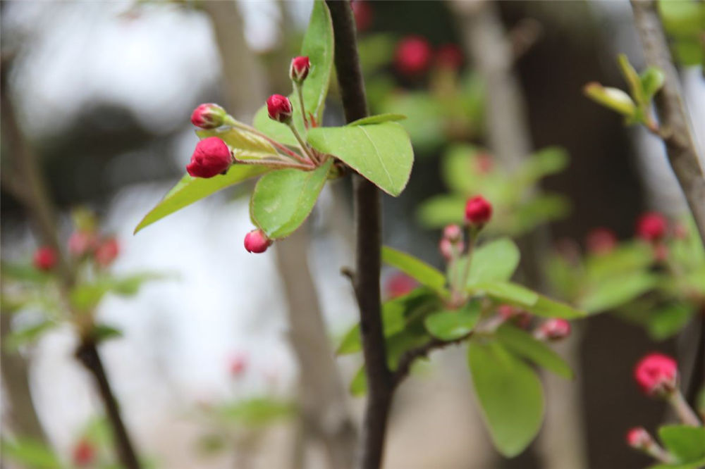 海棠花的花语是什么