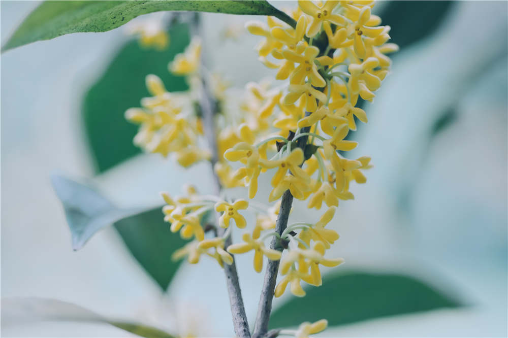 桂花如何保存香味