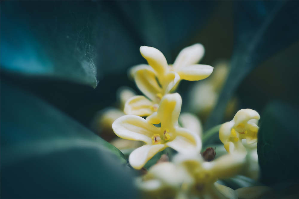 桂花如何保存香味