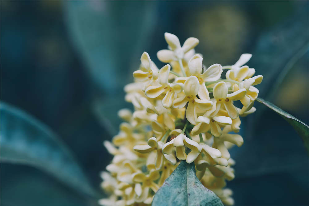 北方桂花夏天如何养殖