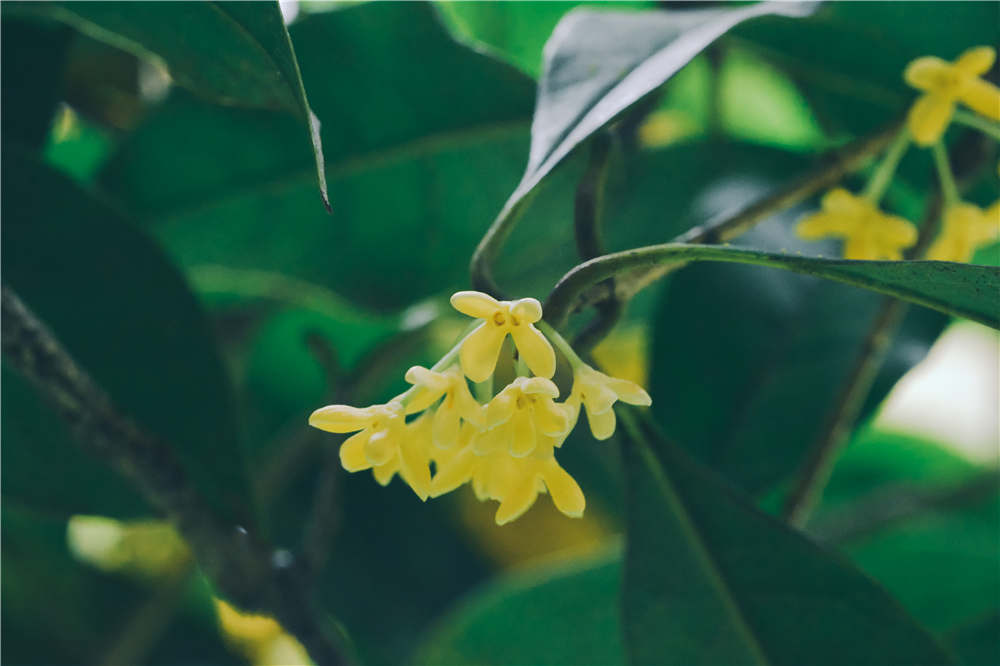 北方桂花夏天如何养殖