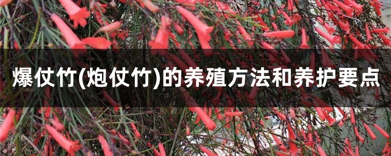 爆仗竹(炮仗竹)的养殖方法和养护要点