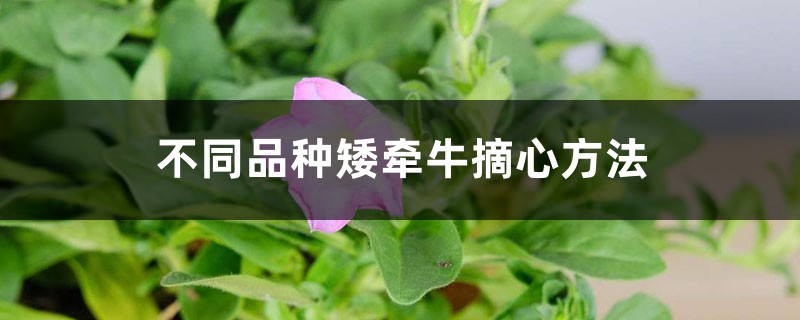 不同品种矮牵牛摘心方法 花百科