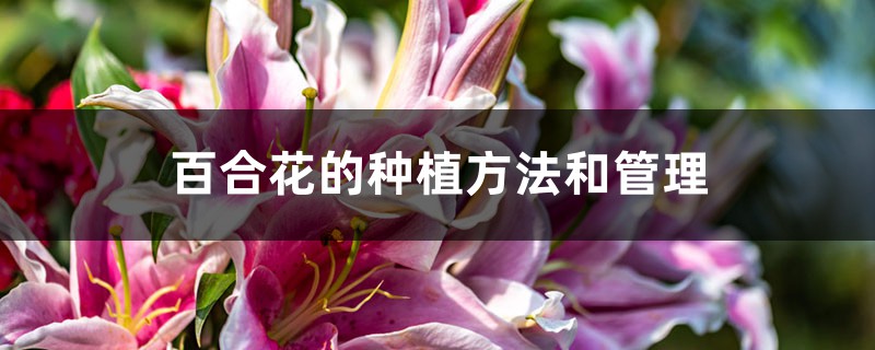 百合花的种植方法和管理 花百科