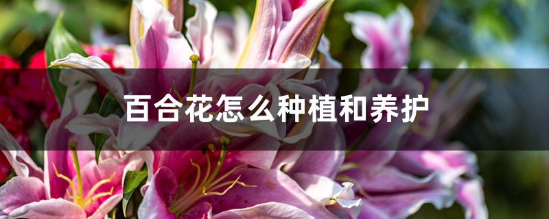 百合花怎么种植和养护 花百科