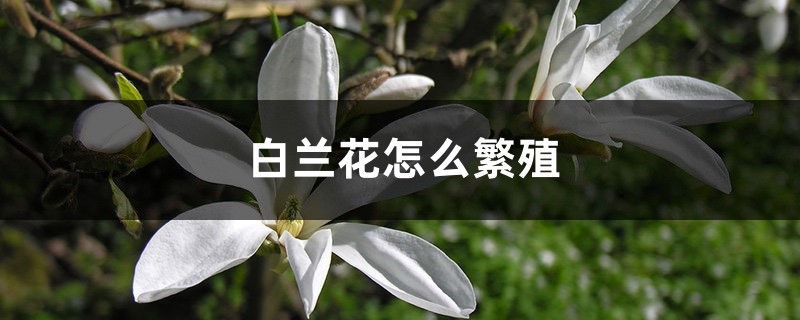 白兰花怎么繁殖 花百科