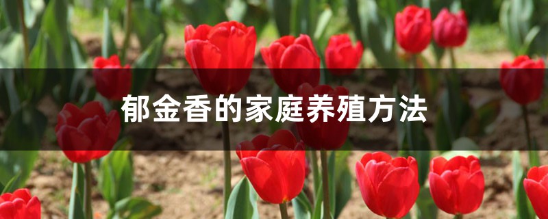 郁金香的家庭养殖方法 花百科