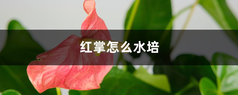 红掌怎么水培 花百科