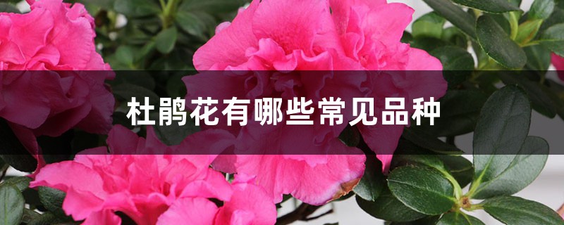 杜鹃花有哪些常见品种