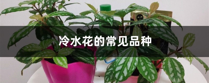 冷水花的常见品种