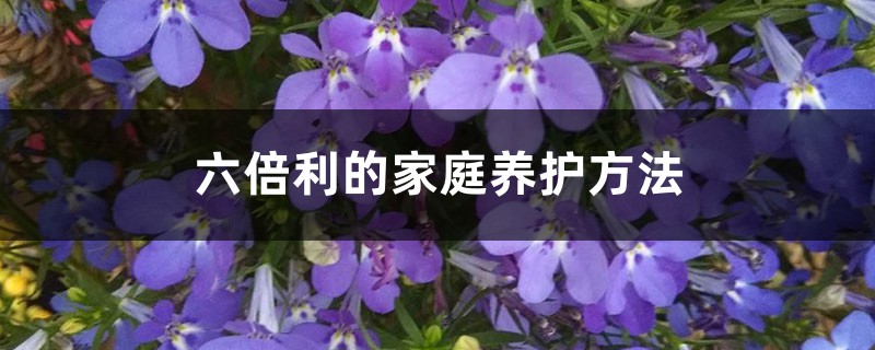 六倍利的家庭养护方法